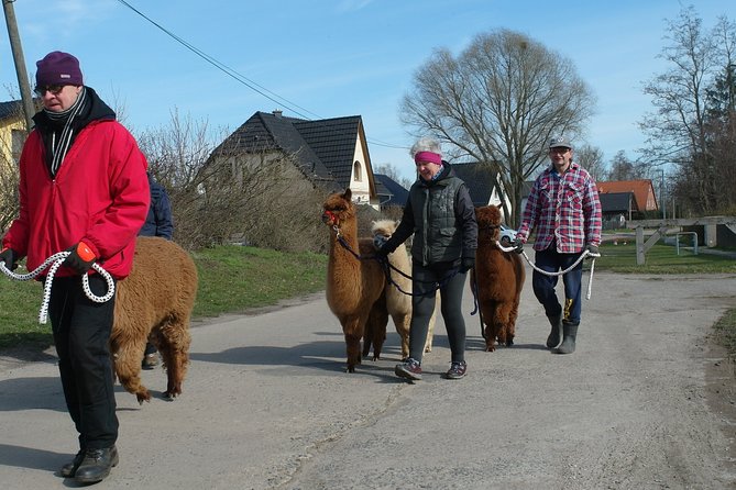 Alpaca hike in the Barnimer Feldmark - Key points at a glance