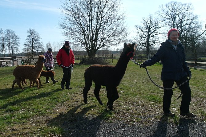 Alpaca hike in the Barnimer Feldmark - Walking through the Barnimer Feldmark