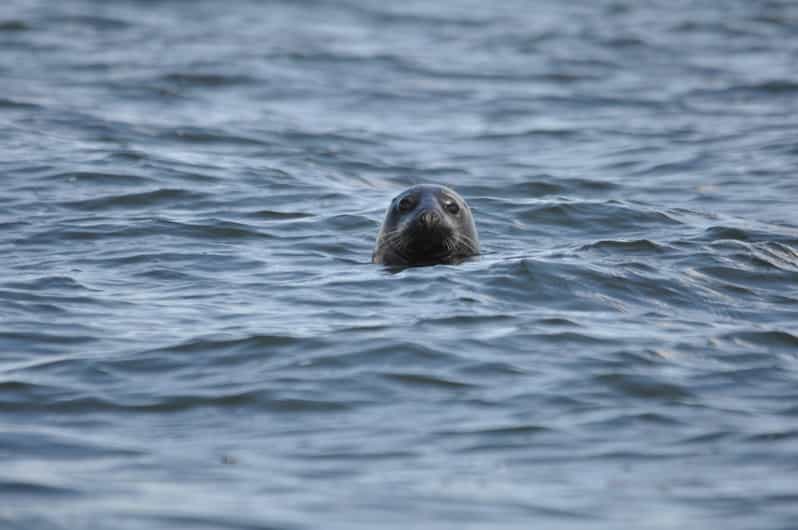 Baabe on Rügen: Seal-Spotting Cruise in the Baltic - What makes this Baabe cruise worth considering