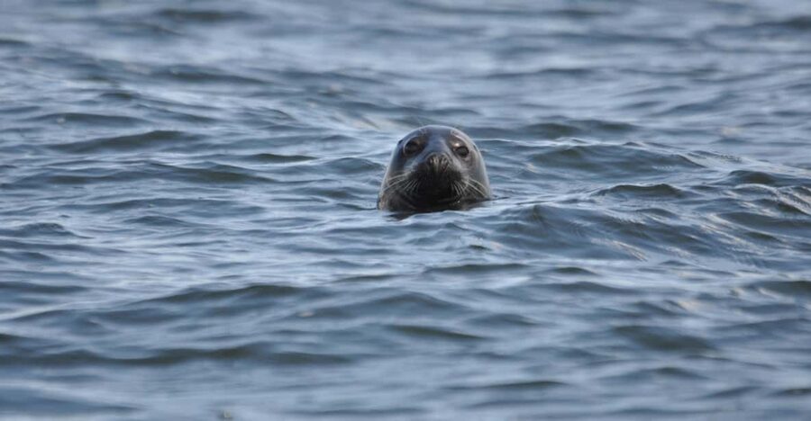 Baabe on Rügen: Seal-Spotting Cruise in the Baltic - Leaving Baabe aboard the MS Kleine Freiheit