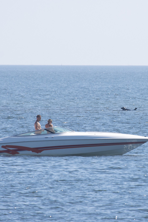 Baabe on Rügen: Seal-Spotting Cruise in the Baltic - Searching the Greifswalder Bodden