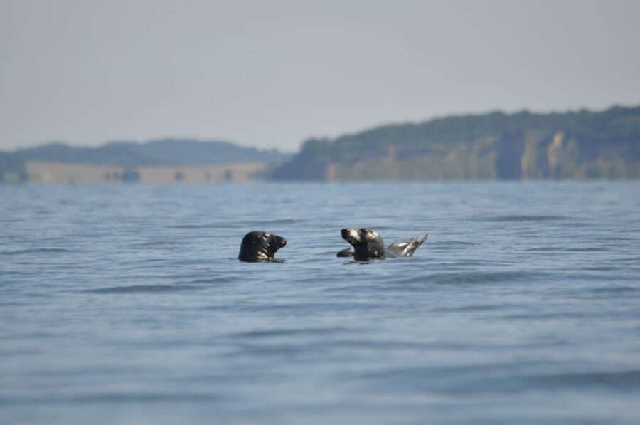 Baabe on Rügen: Seal-Spotting Cruise in the Baltic - Who will enjoy this cruise most?