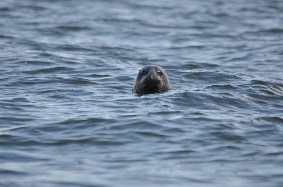 Baabe on Rügen: Seal-Spotting Cruise in the Baltic - A marine biologist sets the tone