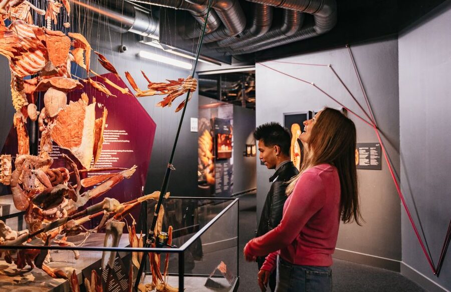 Berlin: Tickets for the BODY WORLDS Museum in Berlin - Practical details that affect your visit