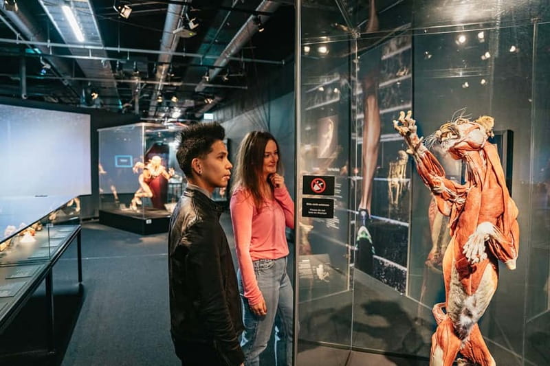 Berlin: Tickets for the BODY WORLDS Museum in Berlin - Digestive, respiratory, and cardiovascular systems