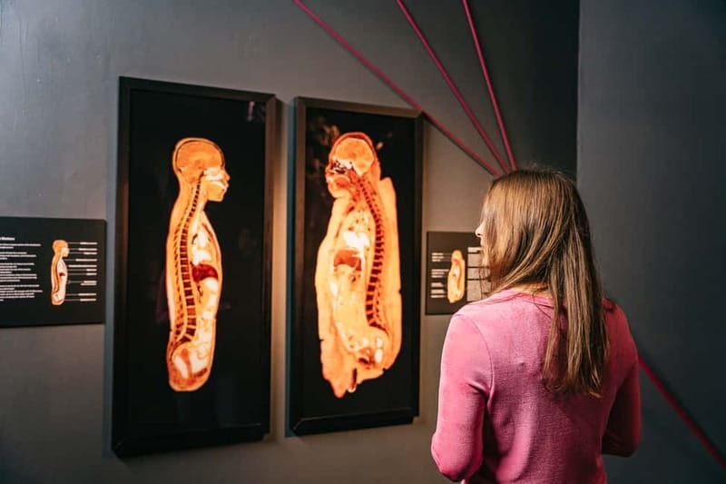 Berlin: Tickets for the BODY WORLDS Museum in Berlin - Embryo development brings a different focus