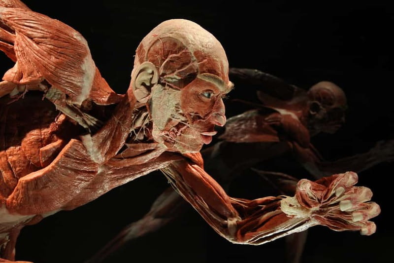 Berlin: Tickets for the BODY WORLDS Museum in Berlin - How the audio and phone material works