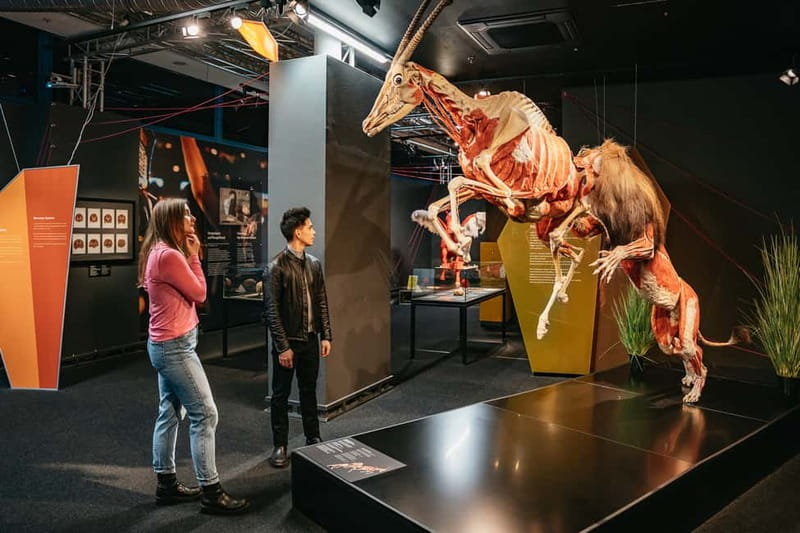 Berlin: Tickets for the BODY WORLDS Museum in Berlin - The skeleton gives you the basic framework