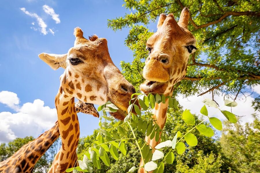 Berlin: Tickets for the Tierpark in East Berlin - Why Tierpark feels different from a city zoo