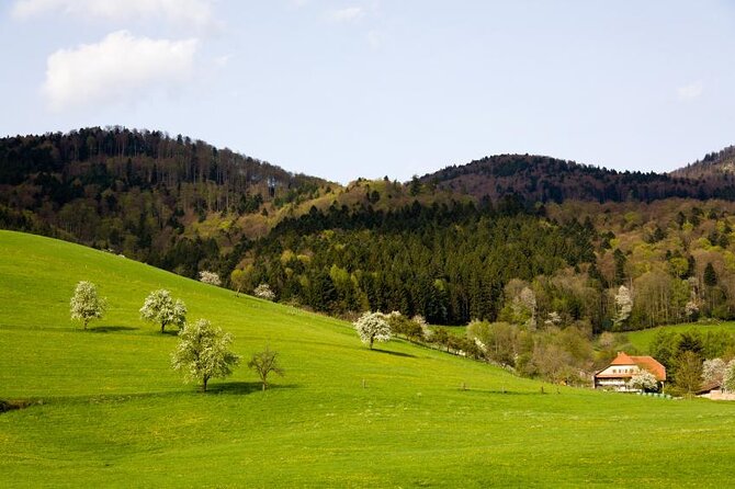 Black Forest Tour by car - Quick Tour from Freiburg - Key points to know before booking