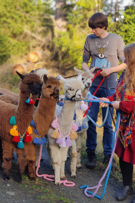 Braunschweig: Alpaca Trekking Tour - FAQ