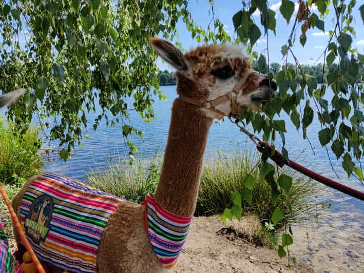 Braunschweig: Alpaca Trekking Tour - Meeting the Herd Near Südsee