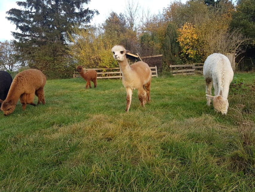 Braunschweig: Alpaca Trekking Tour - Choosing Between the Oker, Südsee, and Riddagshausen Routes