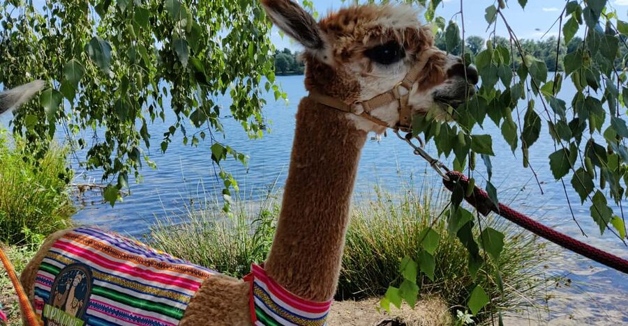 Braunschweig: Alpaca Trekking Tour - How Much Value Do You Get for $69?