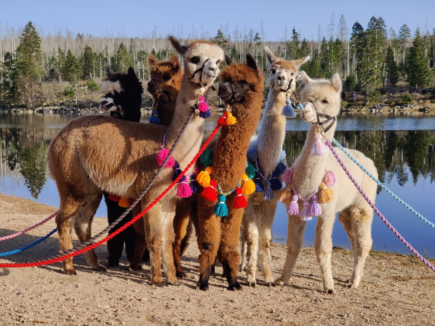 Braunschweig: Alpaca Trekking Tour - Practical Details That Affect Your Day
