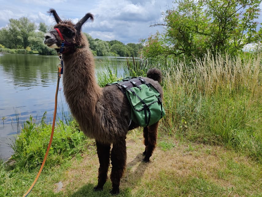 Braunschweig: Alpaca Trekking Tour - Who Will Enjoy This Experience Most?