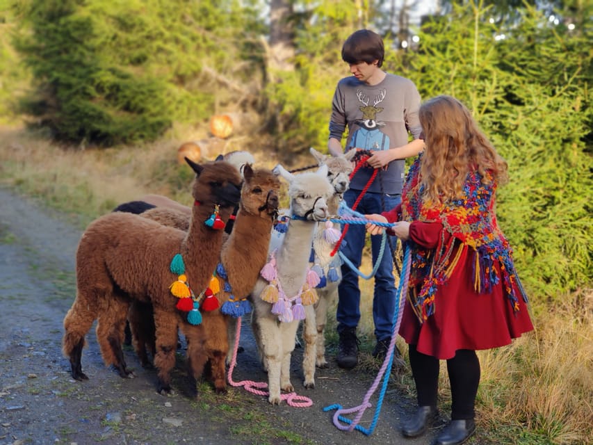 Braunschweig: Alpaca Trekking Tour - What It Feels Like to Lead an Alpaca