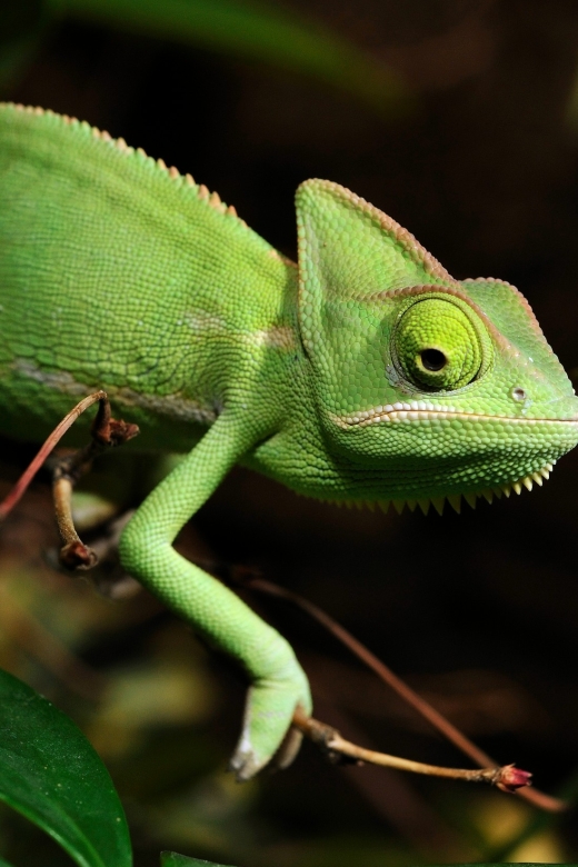 Cologne: Cologne Zoo and Aquarium Entry Ticket - Key points at a glance