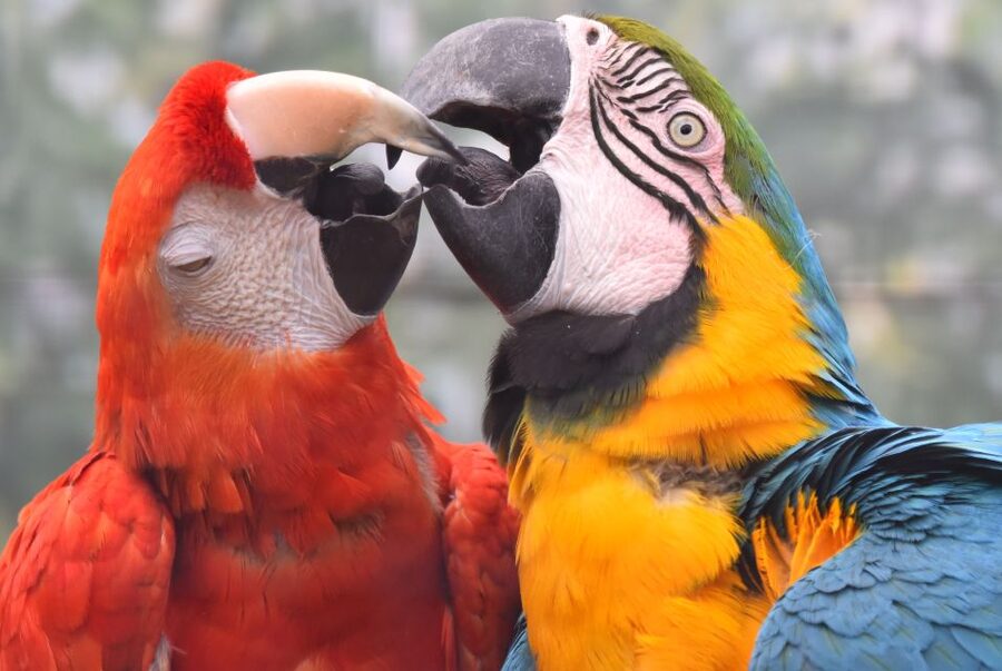 Cologne: Cologne Zoo and Aquarium Entry Ticket - Why Cologne Zoo works so well for a full day