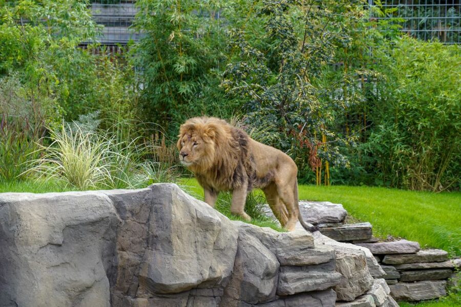 Cologne: Cologne Zoo and Aquarium Entry Ticket - Clemenshof and the family-friendly pause