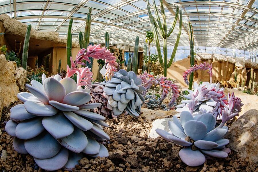 Erfurt: Egapark garden Entrance Ticket - Events, workshops, and active options