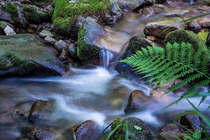 from Frankfurt - romantic Black Forest & brewery, private tour - Lotharpfad: an easy forest walk with unusual plant life