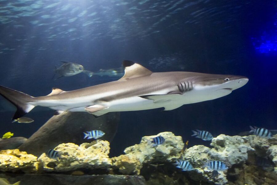 Hanover: SEA LIFE Entry Ticket - From the Leine River to tropical seas