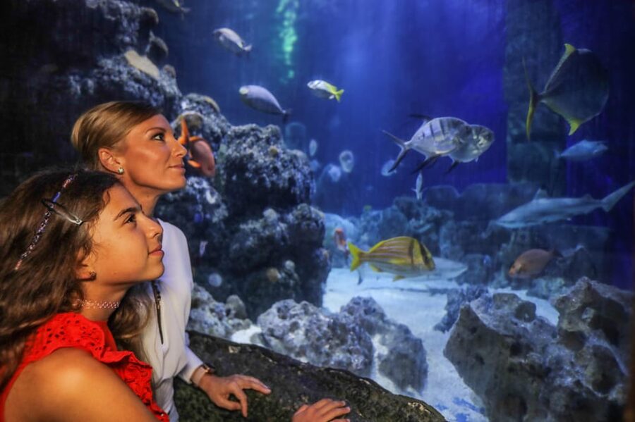 Hanover: SEA LIFE Entry Ticket - The ocean tunnel and blacktip reef sharks
