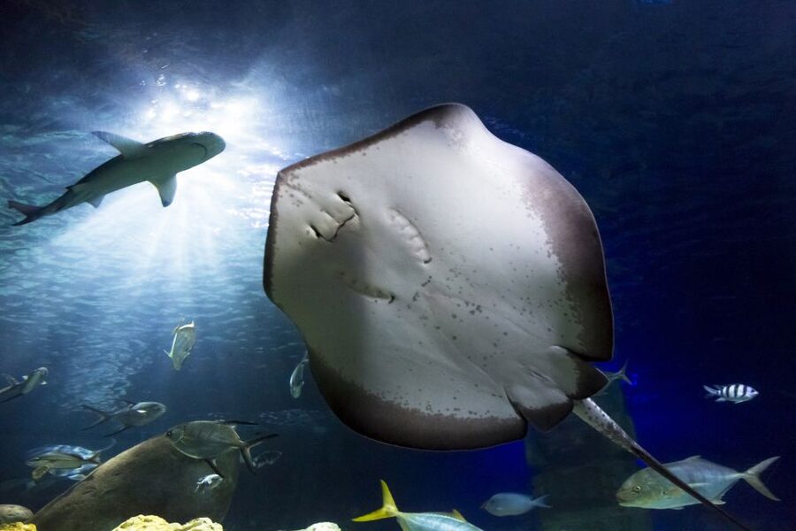 Hanover: SEA LIFE Entry Ticket - The rainforest greenhouse and Cuban crocodile