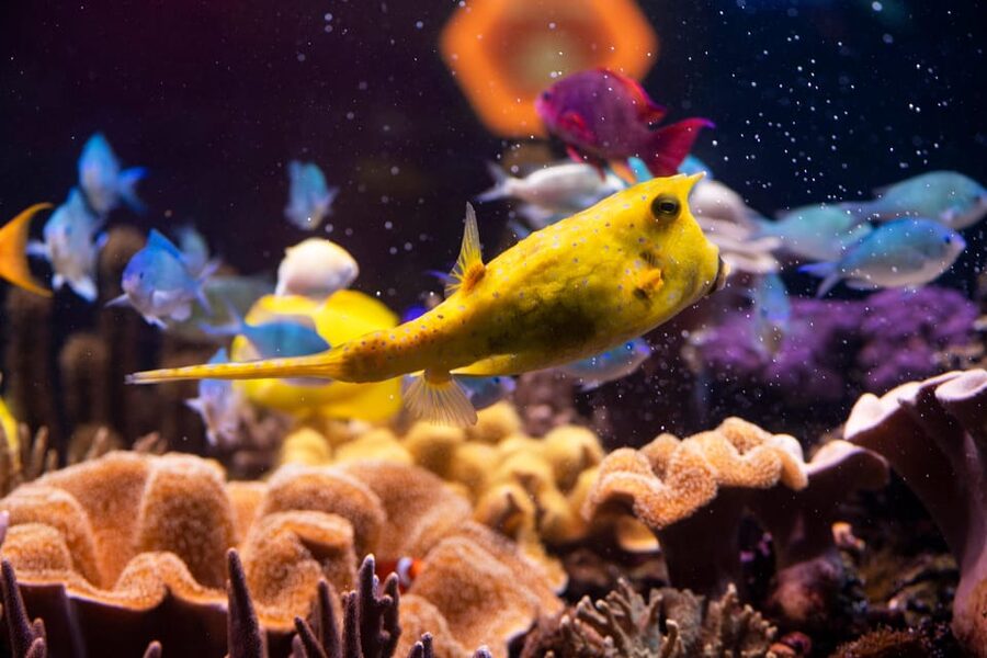Hanover: SEA LIFE Entry Ticket - The habitats that make the route worthwhile