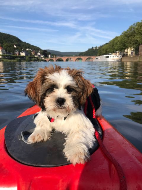 Heidelberg: 2-Hour Kayak Tour - How difficult is the kayaking?