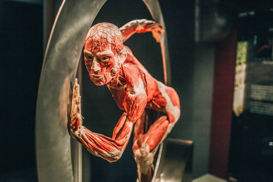 Heidelberg: BODY WORLDS Museum Entry Ticket - The Anatomy of Happiness exhibition