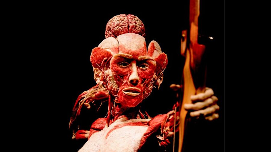 Heidelberg: BODY WORLDS Museum Entry Ticket - Who will enjoy this museum most?