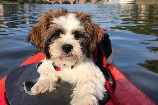 Kayak-Tour in Heidelberg on river Neckar - Crossing the Neckar and Drifting With the Current