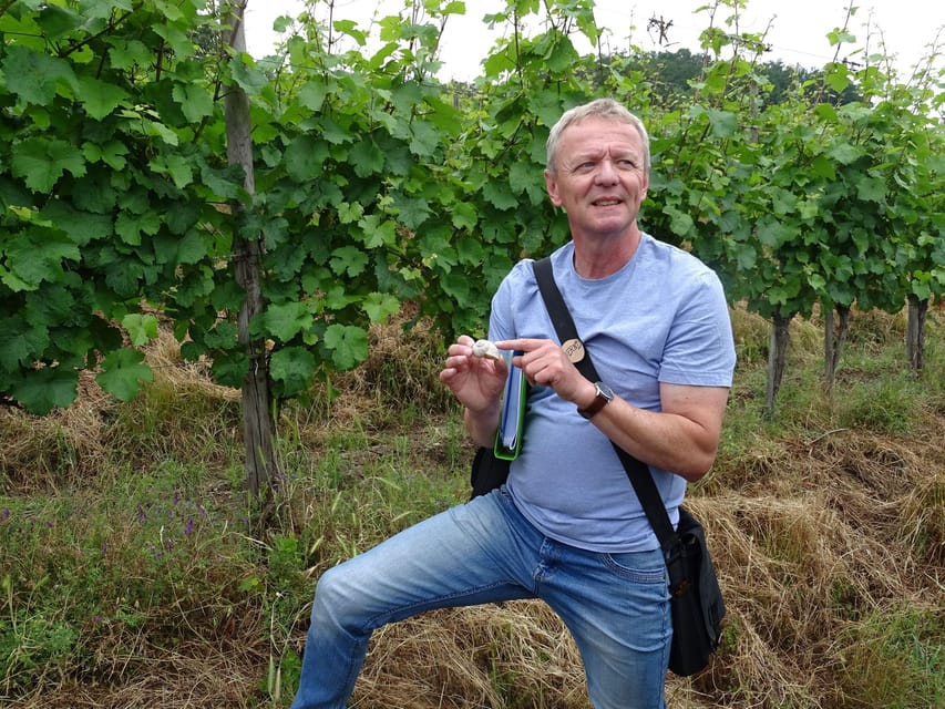 Koblenz: The Living Vineyard, Nature & Wine Enjoyment - Reading the Moselle through slate, sun, and vines