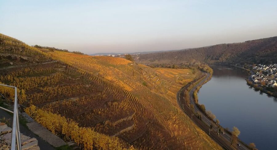 Koblenz: The Living Vineyard, Nature & Wine Enjoyment - What the guide adds to the afternoon