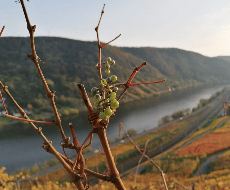 Koblenz: The Living Vineyard, Nature & Wine Enjoyment - Walking the old path toward the sunny vineyard