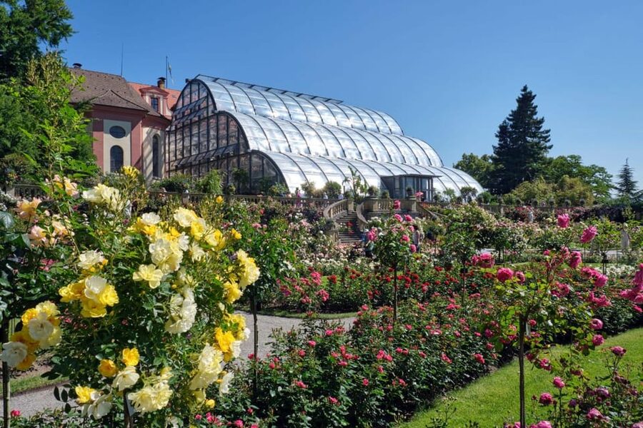Konstanz: Mainau Island Entry Ticket - Palms, citrus plants, and the island’s warm-weather mood