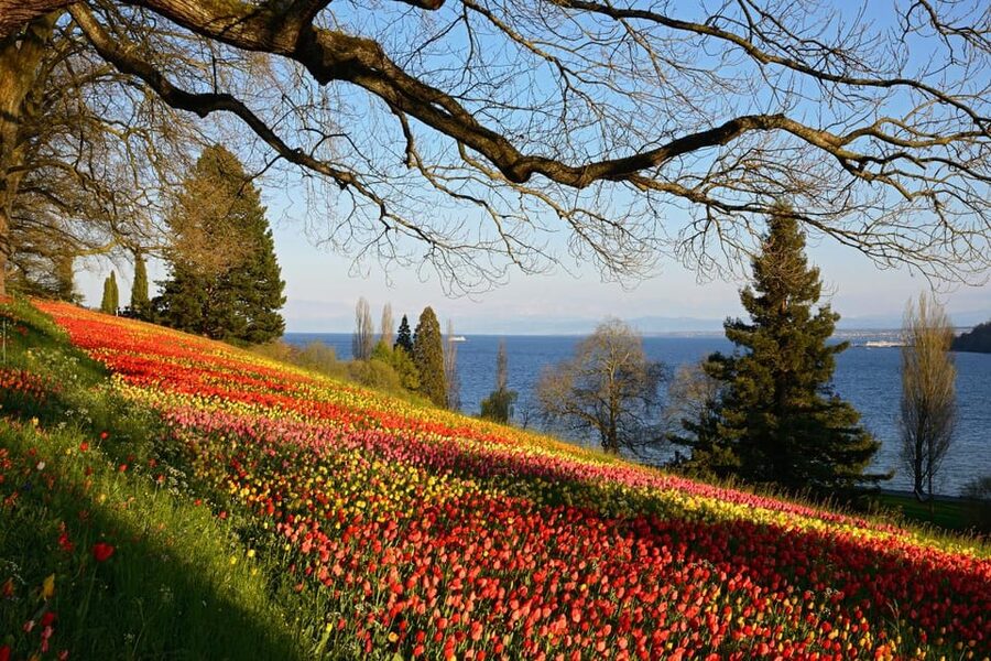 Konstanz: Mainau Island Entry Ticket - What you cannot bring