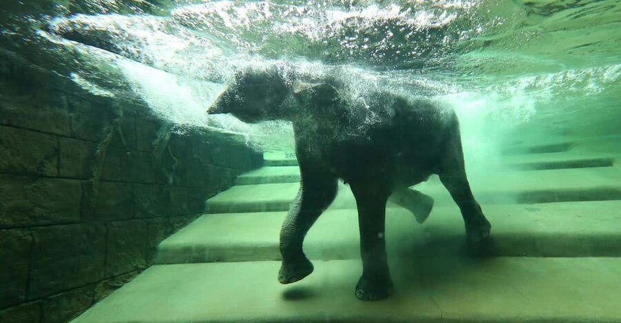 Leipzig Zoo: Entry Ticket - Starting in Gondwanaland’s Tropical Hall