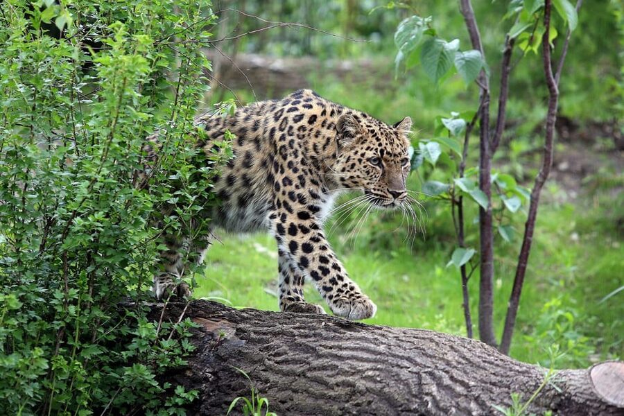 Leipzig Zoo: Entry Ticket - Africa’s Lions, Zebras, and Open Views