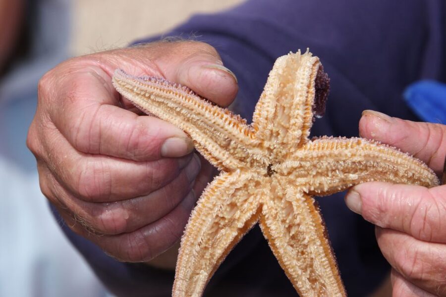 List/Sylt: Guided Seal-Watching Cruise on a Rustic Boat - Key things to know before sailing