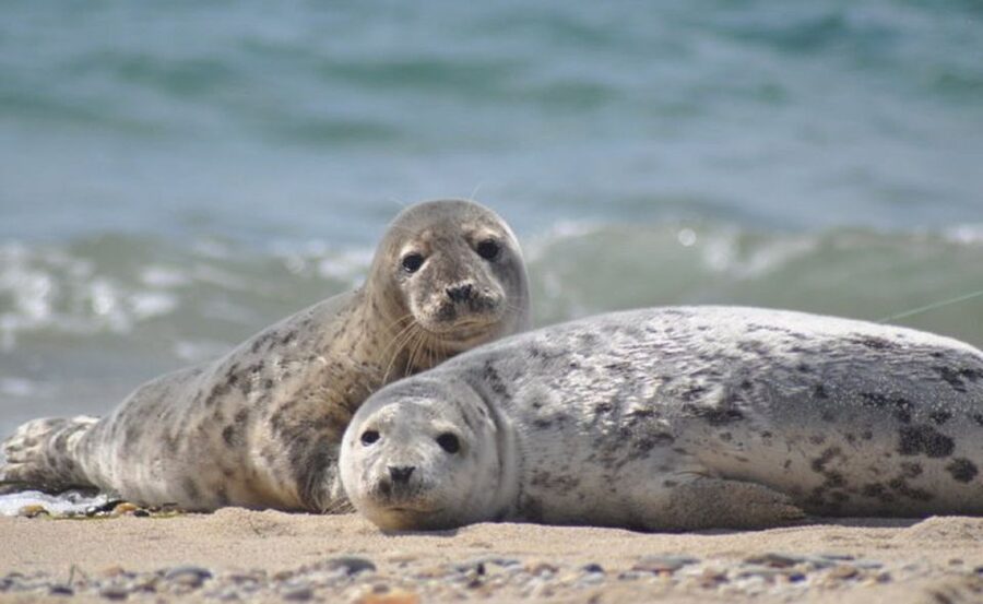 List/Sylt: Guided Seal-Watching Cruise on a Rustic Boat - The 90-minute route along Sylt’s coast