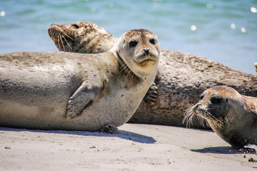 List/Sylt: Guided Seal-Watching Cruise on a Rustic Boat - Who will enjoy this Sylt cruise