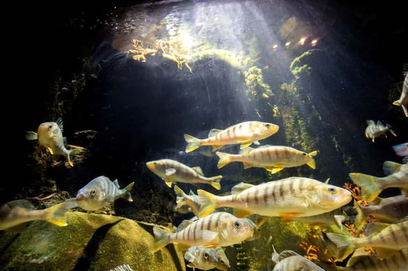 Munich: Day Ticket to Sea Life - Should you book Sea Life Munich?
