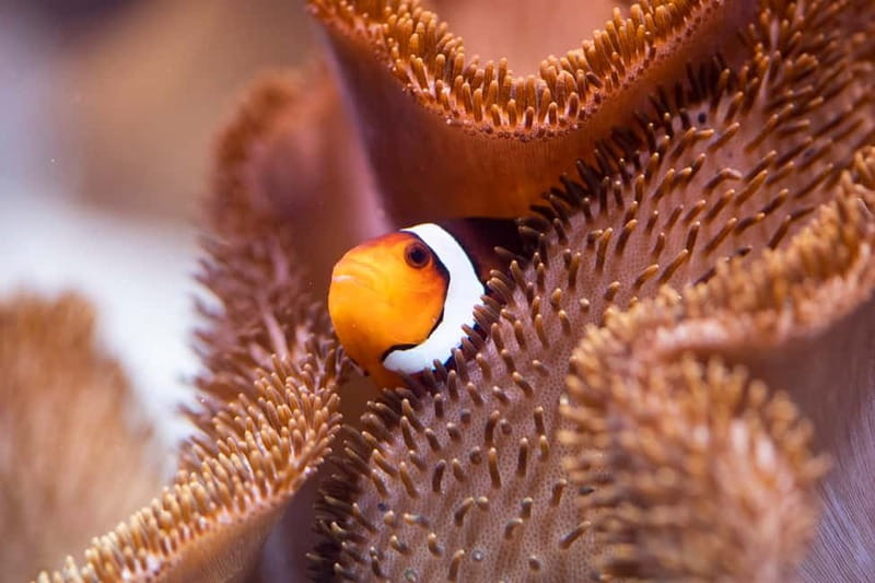Munich: Day Ticket to Sea Life - From coral caves to the Mediterranean port