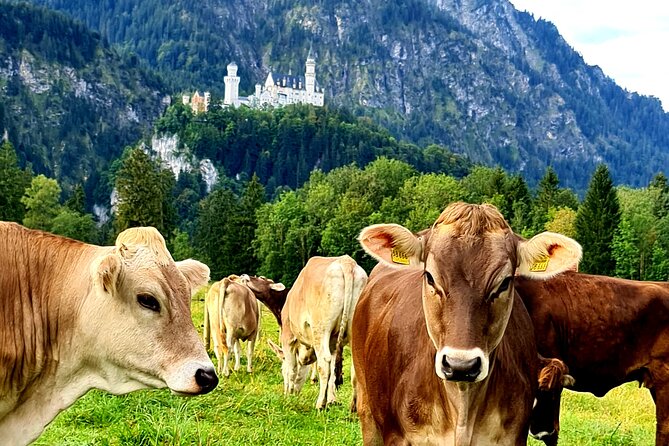 Neuschwanstein Castle Tour with Skip the Line from Hohenschwangau - The horse-drawn carriage ride downhill