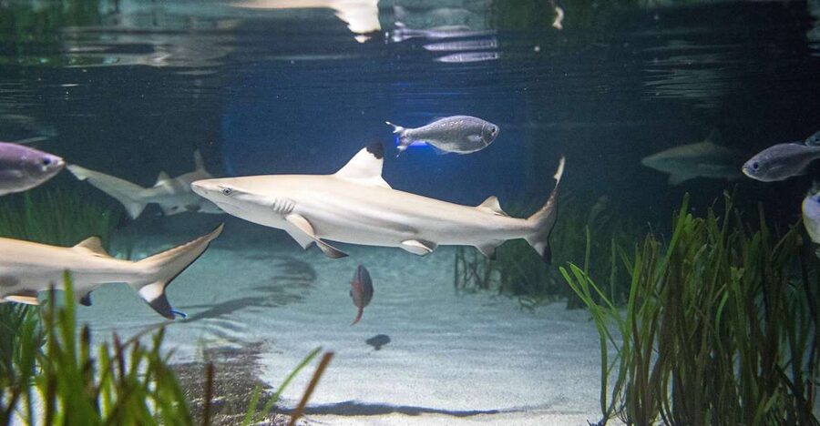 Oberhausen: SEA LIFE Oberhausen Entry Ticket - Getting there and planning the day