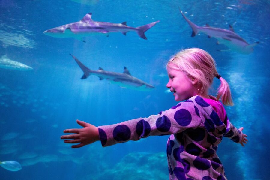 Oberhausen: SEA LIFE Oberhausen Entry Ticket - What your SEA LIFE Oberhausen visit is really like