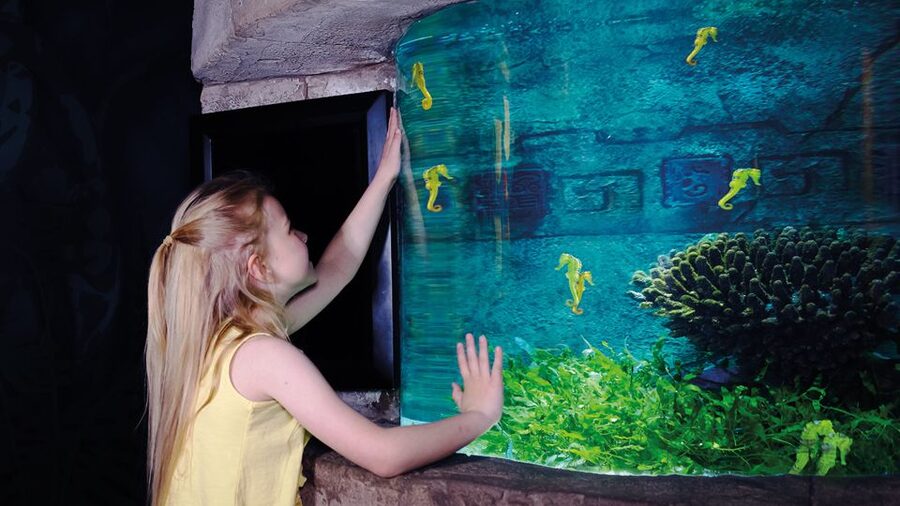 Oberhausen: SEA LIFE Oberhausen Entry Ticket - The great reef and the tropical ocean